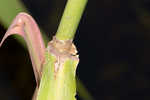 Annual wildrice <BR>Nakedstem dewflower <BR>Nakedstem dewflower <BR>Nakedstem dewflower <BR>Nakedstem dewflower